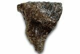 Fossil Juvenile Woolly Mammoth Molar - Siberia #260362-1
